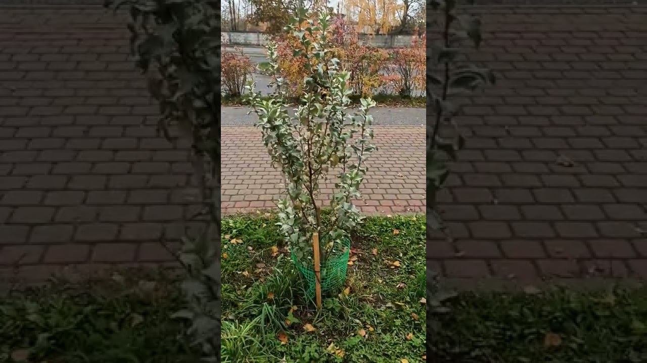 Воскресенье. день забот.