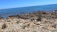 Crithmum Maritimum-finocchio di mare, pianta naturale importante