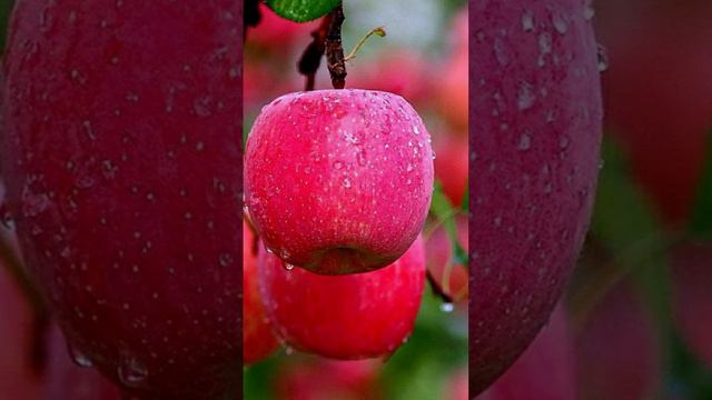 Как эта ядреная супер-подкормка яблок, делает их крупными и повышает урожай плодовых деревьев в 2-3