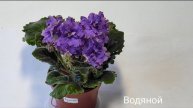 Фея,Ева,Дикая Вишня,Водяной,Очаровательные Глазки