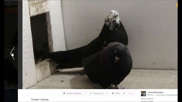 О  голубях  по фото. История.
