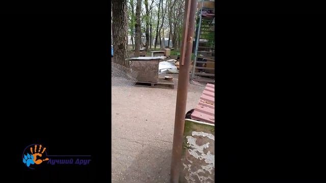Субботник в приюте 2 мая 2019