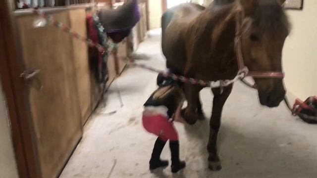? Конный мир : Уход за лошадью в конюшне | Чистка лошади