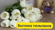 Выгонка тюльпанов без теплицы / Охлаждение луковиц тюльпанов / Обзор на 24 января
