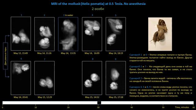 MRI of the mollusk (Helix pomatia) at 0.5 Tesla. МРТ виноградной улитки