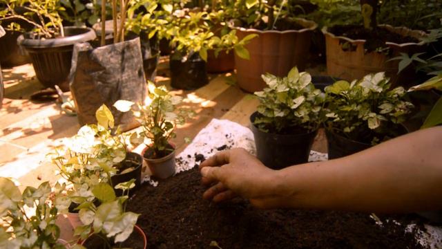 REPOTTING KELADI MINI (Syngonium White Dwarf)