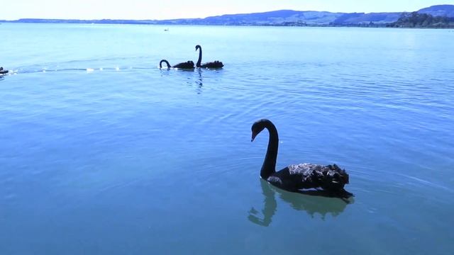 Черные лебеди Black swan