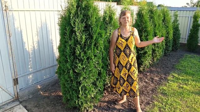 Туя колумна та західна туя в моєму саду
