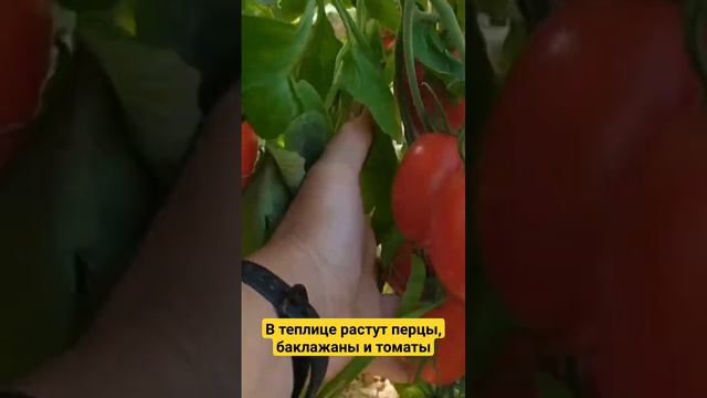 В теплице выращиваю томаты, перцы и баклажаны. #дача #теплица #помидоры #рассада #перцы  #баклажаны