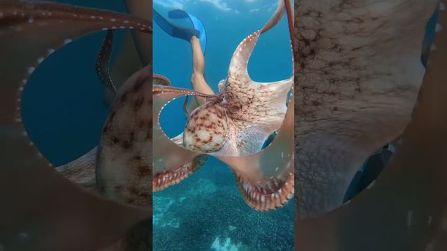 Невероятные осьминоги