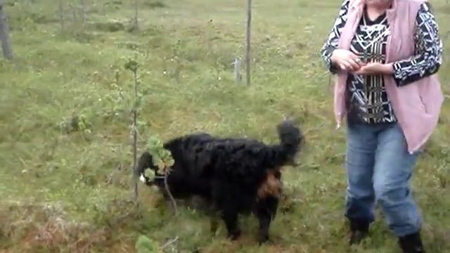 Бернский зенненхунд Дива 1 год На болоте