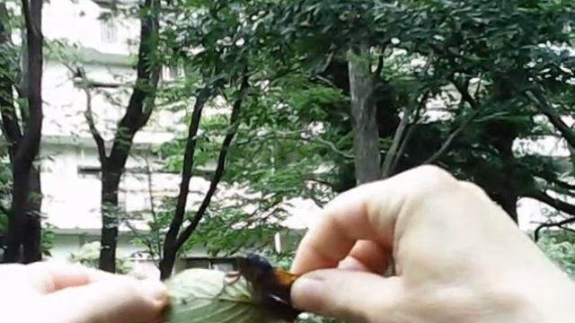 Слабенькая цикадка