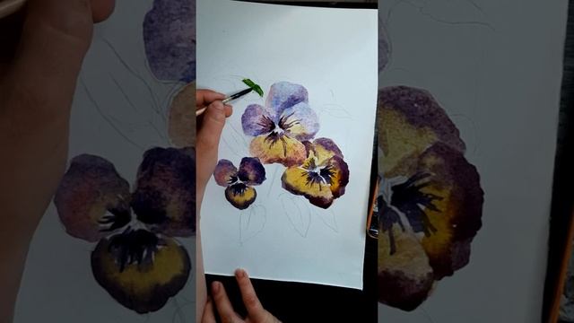 Фиалки  акварелью, пленэрное задание  2