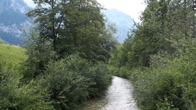 Альпийские коровы у ручья Пеллат и замок Нойшванштай