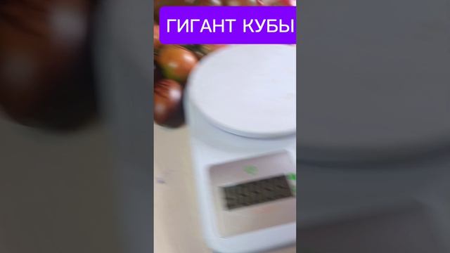 Томат ГИГАНТ КУБЫ..mp4