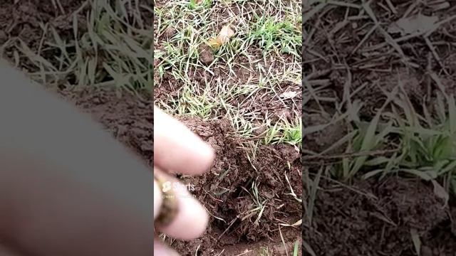 ранние 2 копейки