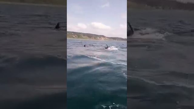 Касатки Корсаков