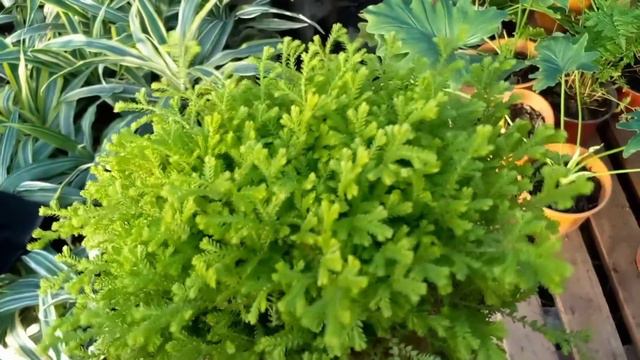 Como cuidar SELAGINELLA  KRAUSSIANA - Lycopodium - PLANTA de INTERIOR 🚀🌿