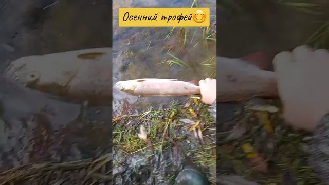 Осенний трофей