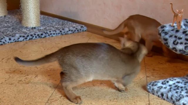 Абиссинские котята залезают в банку с ушами [kotopurrs]