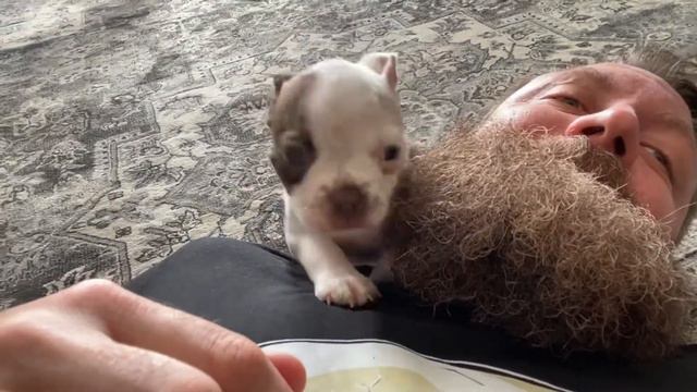 Charlie the Boston Terrier comes home