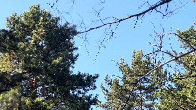 Наш первый влог | Прогулки по осеннему лесу | Начинаем наш ремонт