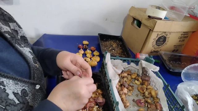 Сажаем гладиолусы у Веры в огороде