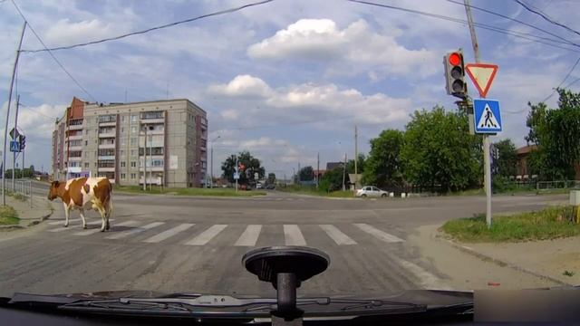 Русская корова.mp4