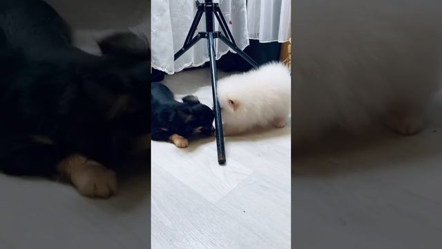 Шпиц￼ померанский, чихуахуа и корги