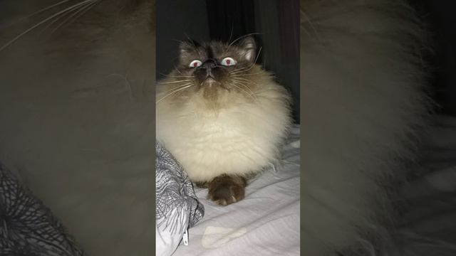 МУХИ КОМАРЫ 🐱 БОСИК