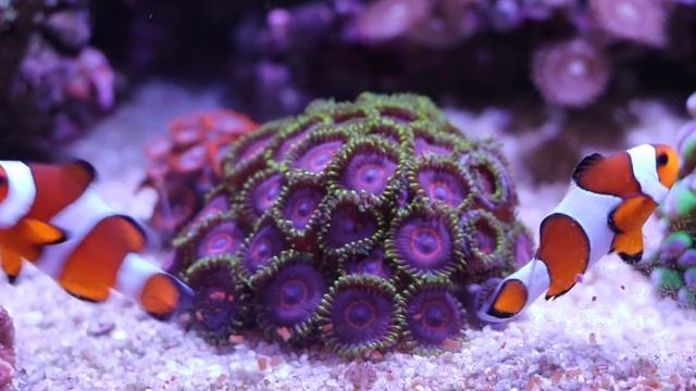 ПОЛ ГОДА БЕЗ ПОДМЕНЫ. Морской аквариум на 65л