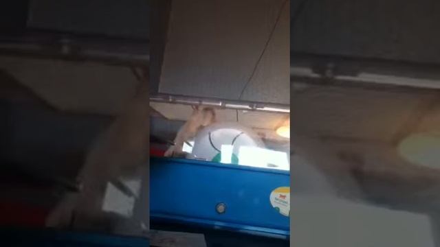 I will escape (hamster edition)