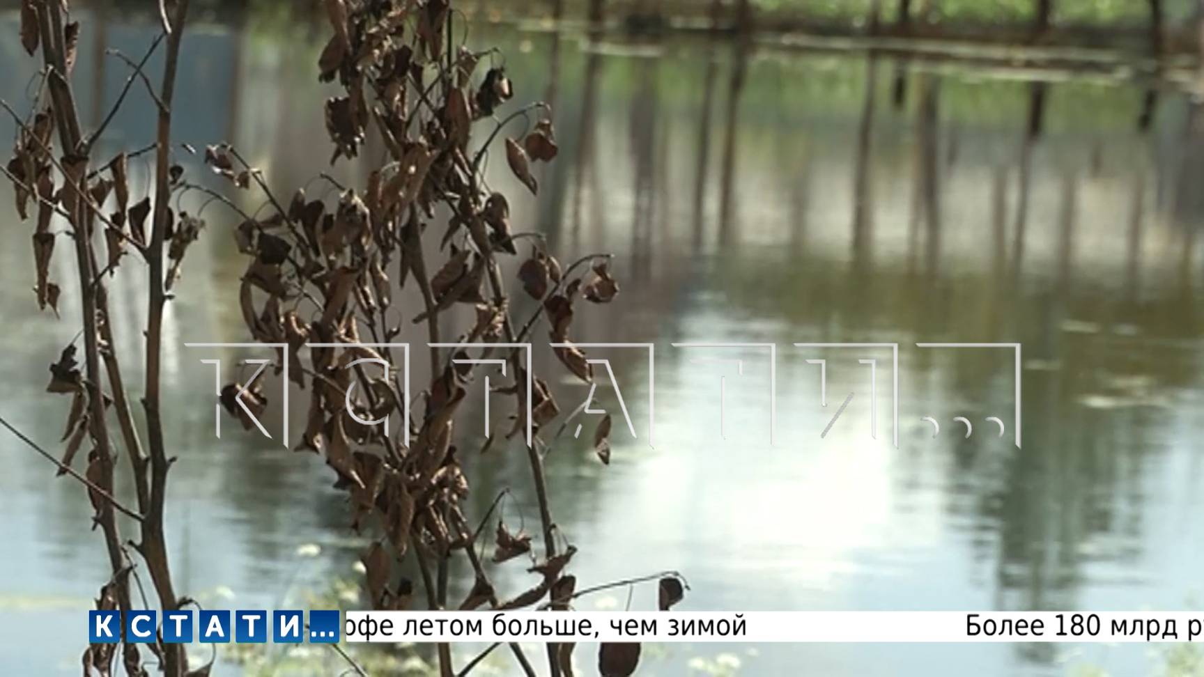 Сады в Борском районе затоплены паводком посередине лета