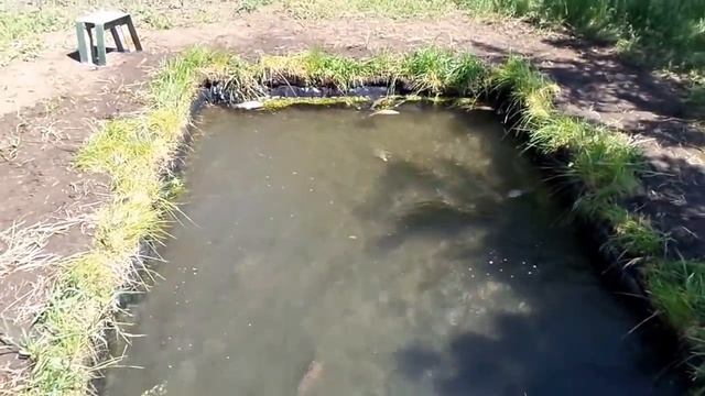 i Запуск рыбы в бассейн копанку Fish in the pool 20170526