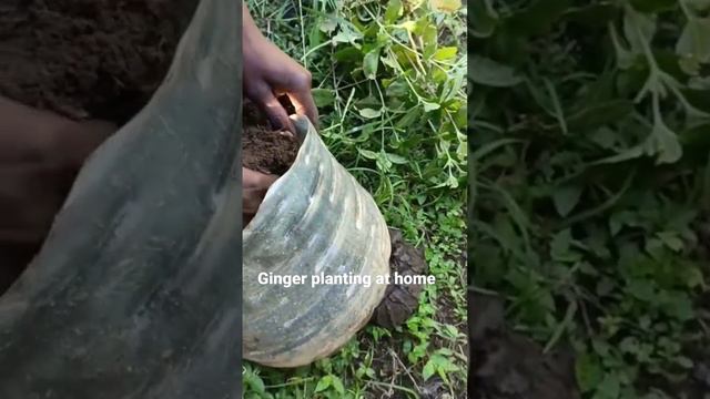 Harvesting ginger first time 😍