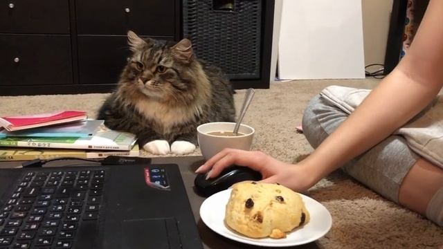 Скрытая камера. Смешные коты.Уссури.
