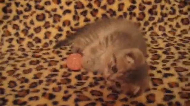 LILU_1_месяц .wmv