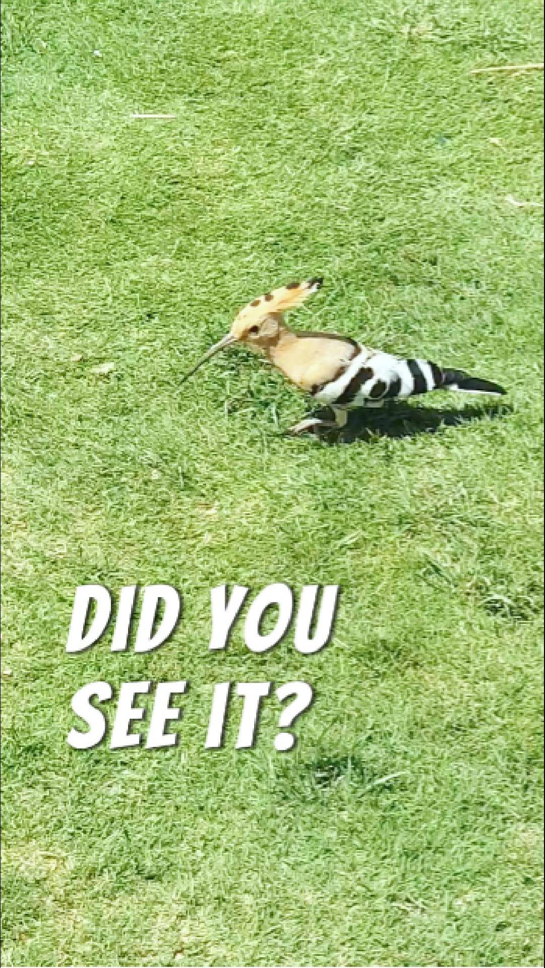 Ты это ВИДЕЛ?