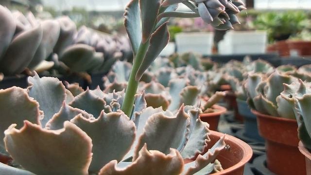 Echeveria Shaviana 'Truffles' 多肉植物開花 祇園之舞