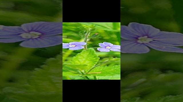 Фиолетовый дикий цветок в летнем лесу!