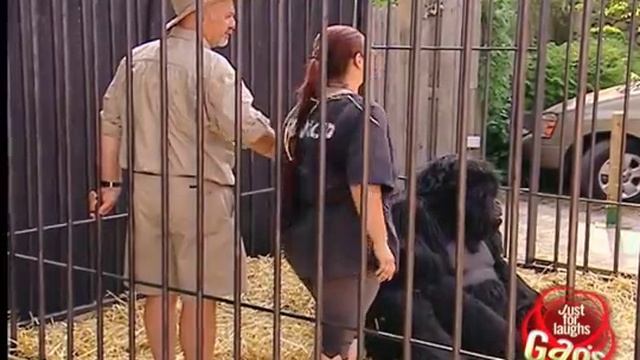 GO-RILLA
