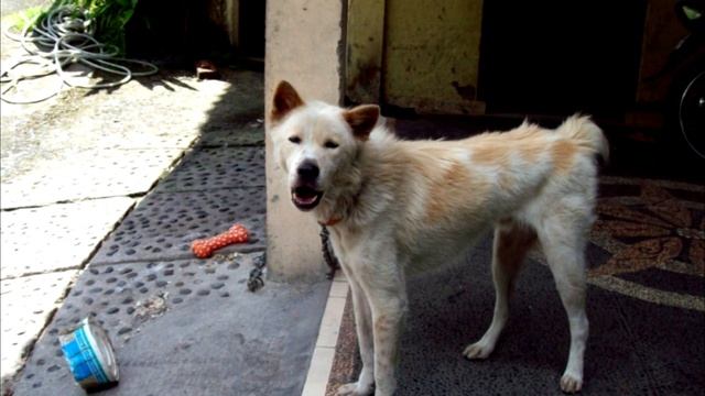 Хозяйка закрыла собаку в квартире одну и уехала. А дальше произошло ужасное!