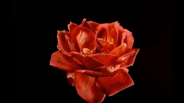 Аленький Цветочек 1. Бутон цветка алой роза раскрывается. Красивая анимация
