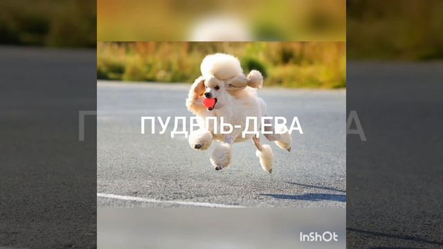 🐕Какая ты собака по ЗНАКУ ЗОДИАКА?  🐶