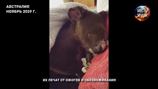 Смотрите! Их скоро может не стать... Из-за лесных пожаров в Австралии погибают коалы!