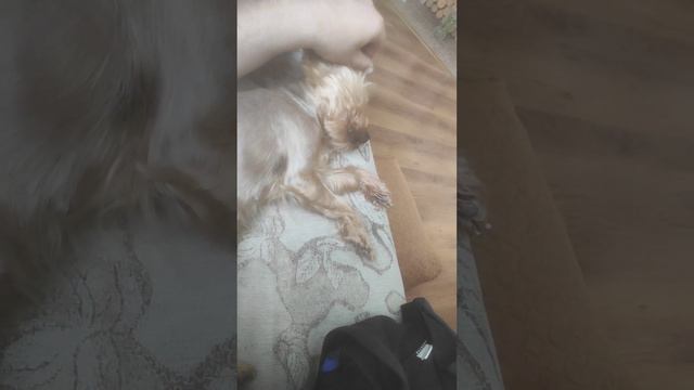 Йорки на процедуре