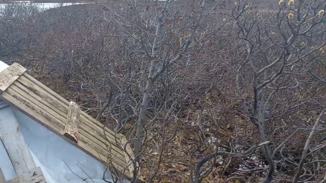 Постройка избы,в тундре продолжается...