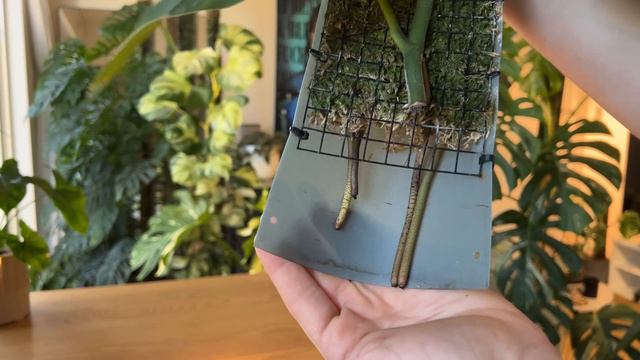 WHY I LOVE MOSS POLES - Can Houseplants Grow Without A Pot?