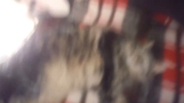 Фото моего кота!