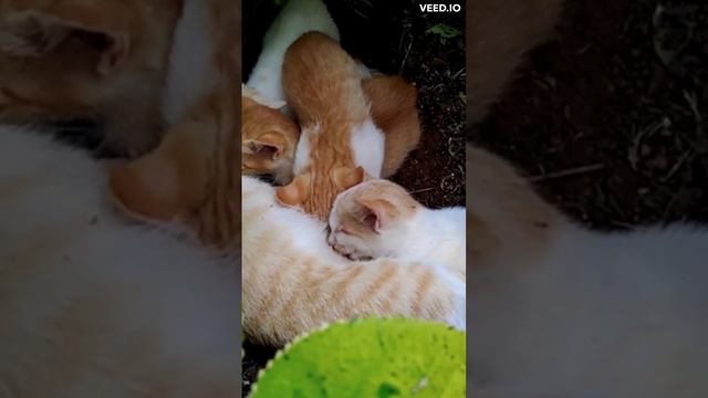 NEW Animal sounds effect.Kittens / Звуки животных.Котята.